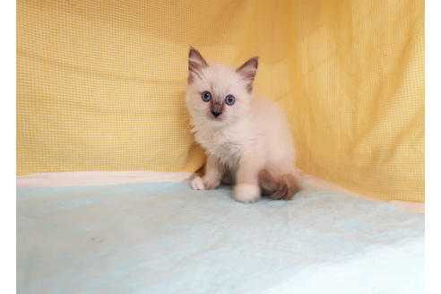 成約済の東京都のラグドール-28205の2枚目