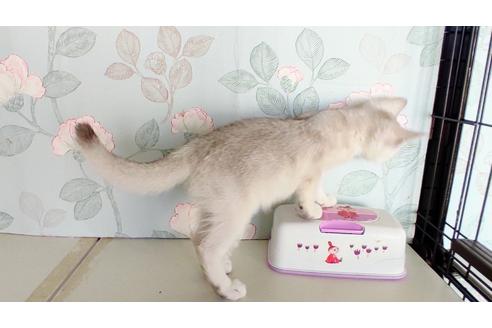 成約済の東京都のその他の猫種-26413の7枚目
