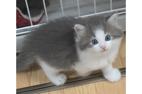 成約済の茨城県のノルウェージャンフォレストキャット-26512の5枚目