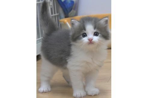 成約済の茨城県のノルウェージャンフォレストキャット-26512の4枚目