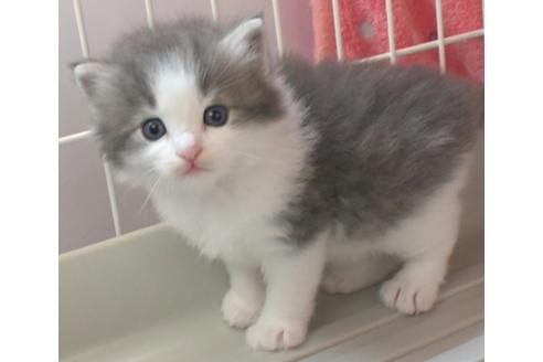 成約済の茨城県のノルウェージャンフォレストキャット-26512の3枚目