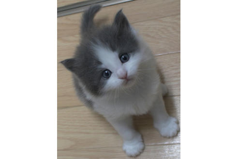 成約済の茨城県のノルウェージャンフォレストキャット-26513の4枚目