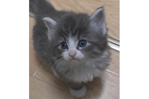 成約済の茨城県のノルウェージャンフォレストキャット-26409の1枚目