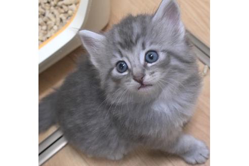 成約済の茨城県のノルウェージャンフォレストキャット-26407の5枚目