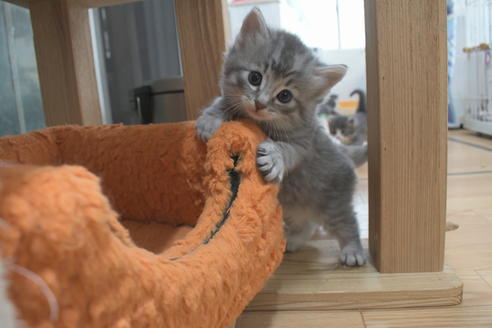 成約済の茨城県のノルウェージャンフォレストキャット-26407の3枚目