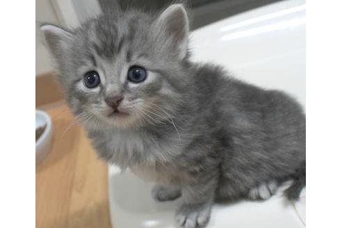 成約済の茨城県のノルウェージャンフォレストキャット-26407の2枚目