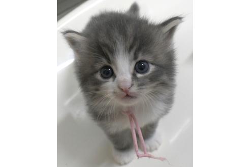 成約済の茨城県のノルウェージャンフォレストキャット-26402の3枚目