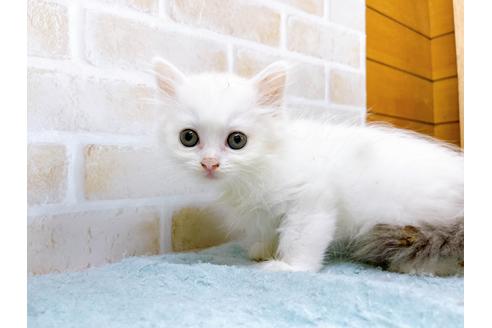 成約済の東京都のサイベリアン-28253の1枚目