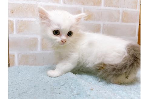 成約済の東京都のサイベリアン-28253の2枚目