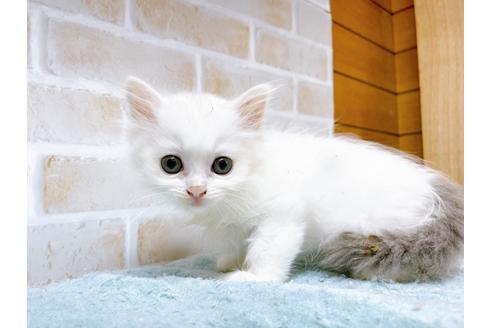 成約済の東京都のサイベリアン-28253の4枚目