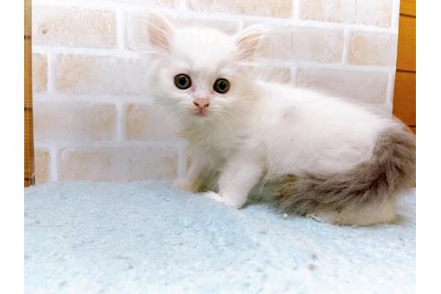 成約済の東京都のサイベリアン-28253の3枚目