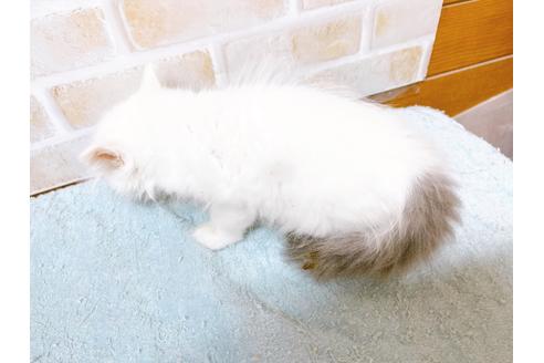 成約済の東京都のサイベリアン-28253の5枚目