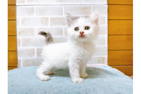 成約済の東京都のサイベリアン-28255の7枚目