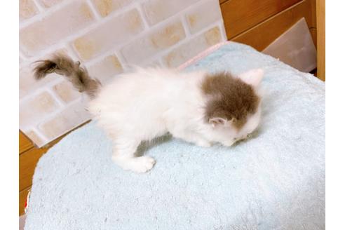 成約済の東京都のサイベリアン-28255の8枚目