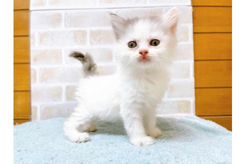 成約済の東京都のサイベリアン-28255の9枚目