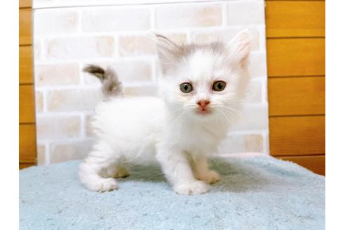 成約済の東京都のサイベリアン-28255の10枚目