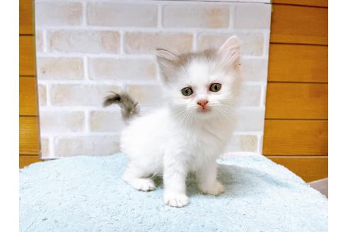 成約済の東京都のサイベリアン-28255の6枚目