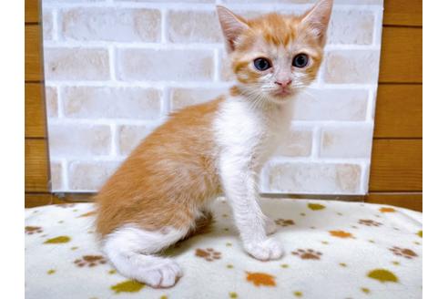 成約済の東京都のマンチカン-28258の2枚目