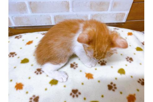 成約済の東京都のマンチカン-28258の3枚目