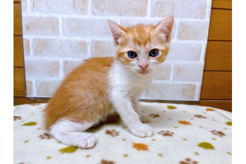 成約済の東京都のマンチカン-28258