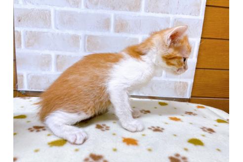 成約済の東京都のマンチカン-28258の4枚目