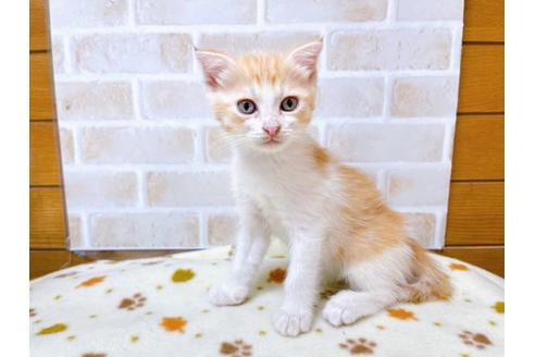 成約済の東京都のマンチカン-28444