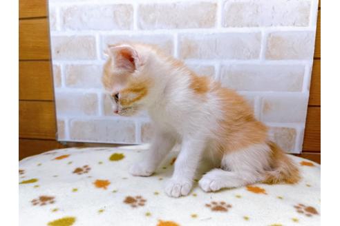 成約済の東京都のマンチカン-28444の7枚目