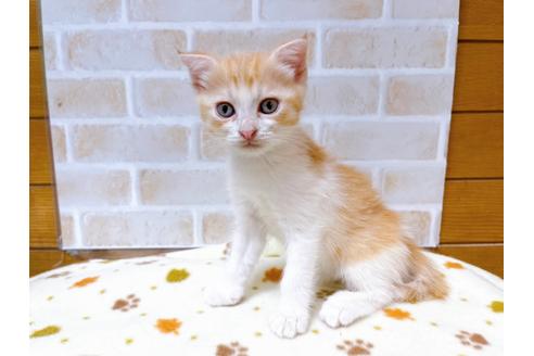 成約済の東京都のマンチカン-28444の3枚目