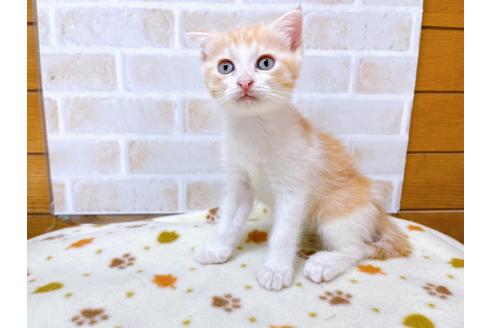 成約済の東京都のマンチカン-28444の4枚目