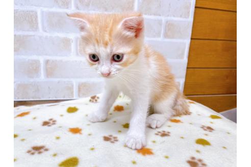 成約済の東京都のマンチカン-28444の5枚目