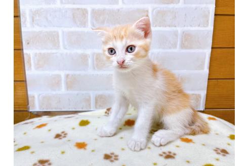 成約済の東京都のマンチカン-28444の6枚目