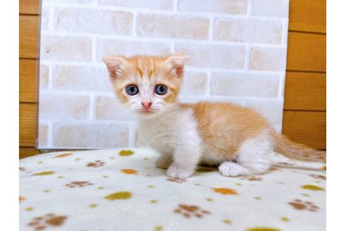 成約済の東京都のマンチカン-28260