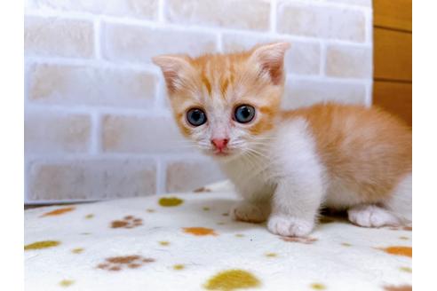 成約済の東京都のマンチカン-28260の2枚目