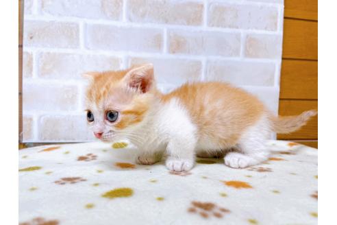 成約済の東京都のマンチカン-28260の3枚目