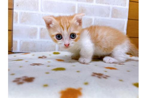 成約済の東京都のマンチカン-28260の4枚目