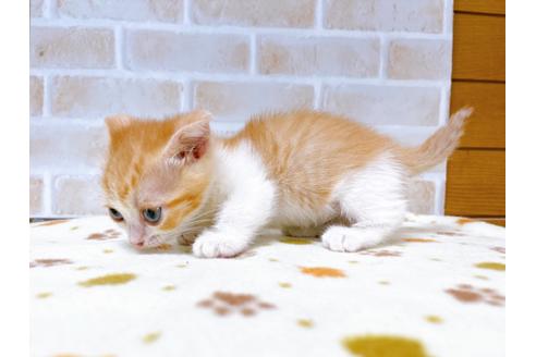 成約済の東京都のマンチカン-28260の5枚目