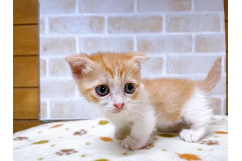 成約済の東京都のマンチカン-28260の6枚目