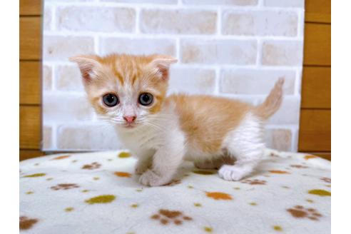 成約済の東京都のマンチカン-28260の7枚目