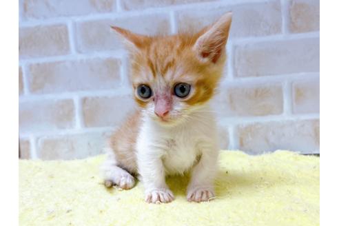 成約済の東京都のマンチカン-28262の4枚目