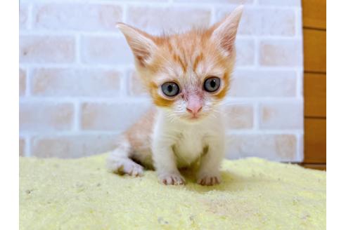 成約済の東京都のマンチカン-28262の5枚目