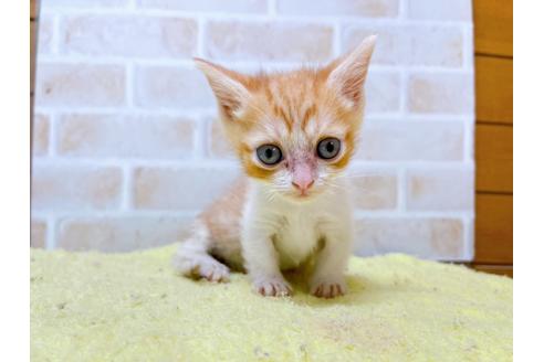 成約済の東京都のマンチカン-28262の6枚目