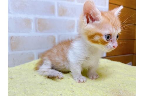 成約済の東京都のマンチカン-28262の7枚目