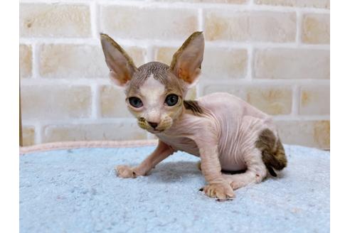 成約済の東京都のスフィンクス-28264の5枚目