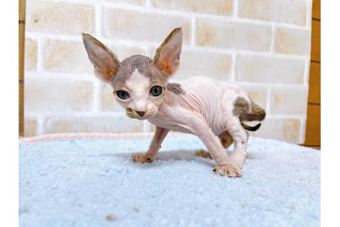 成約済の東京都のスフィンクス-28264の6枚目