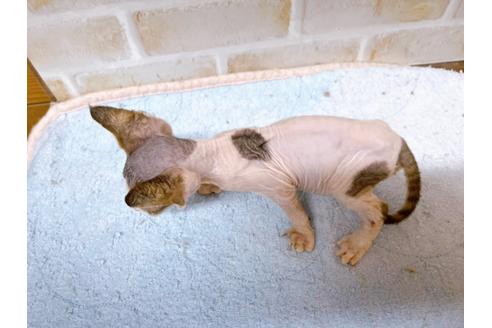 成約済の東京都のスフィンクス-28264の4枚目