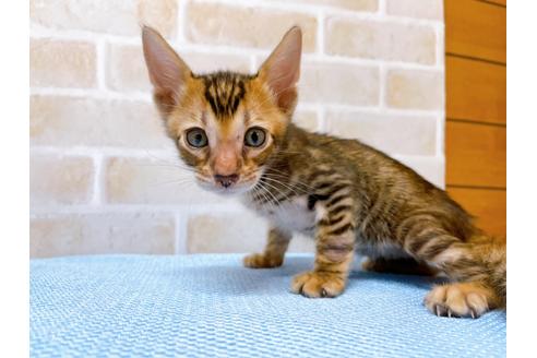 成約済の東京都のトイガー-28266の1枚目