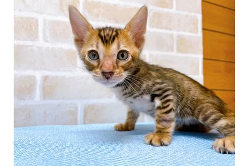 成約済の東京都のトイガー-28266の4枚目