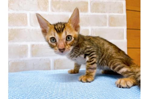 成約済の東京都のトイガー-28266の2枚目