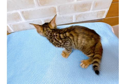 成約済の東京都のトイガー-28266の3枚目