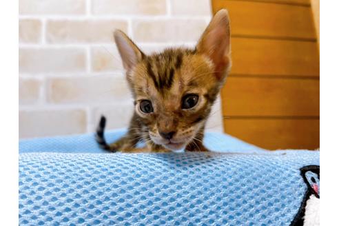 成約済の東京都のトイガー-28268の3枚目